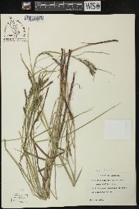 Carex debilis var. debilis image