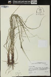 Carex debilis var. debilis image