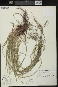 Carex debilis var. debilis image