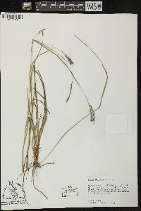 Carex debilis var. debilis image