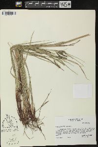 Carex debilis var. debilis image