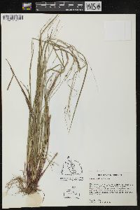 Carex debilis var. debilis image