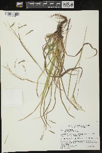 Carex debilis var. rudgei image