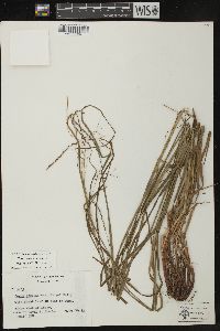 Carex debilis var. rudgei image