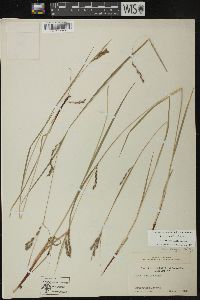 Carex debilis var. rudgei image