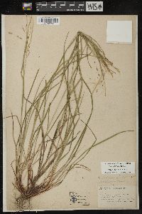 Carex debilis var. rudgei image