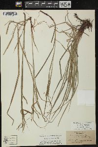 Carex debilis var. rudgei image