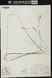 Carex debilis var. rudgei image