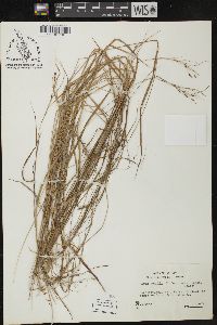 Carex debilis var. rudgei image