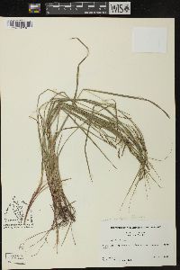 Carex debilis var. rudgei image