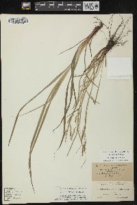 Carex debilis var. rudgei image