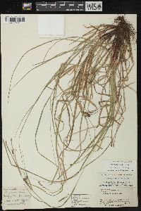 Carex debilis var. rudgei image