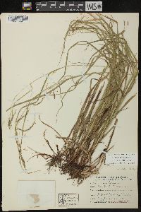 Carex debilis var. rudgei image