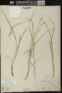 Carex debilis var. rudgei image