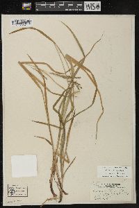 Carex debilis var. rudgei image