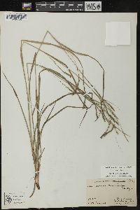 Carex debilis var. rudgei image