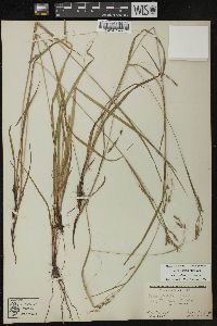 Carex debilis var. rudgei image