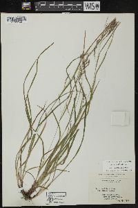 Carex debilis var. rudgei image