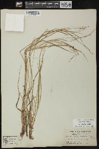 Carex debilis var. rudgei image