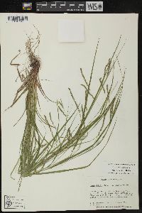 Carex debilis var. rudgei image