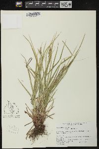 Carex flexuosa image