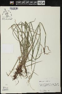 Carex debilis var. rudgei image