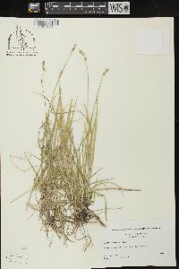 Carex deweyana image