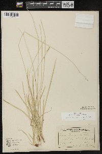 Carex deweyana image