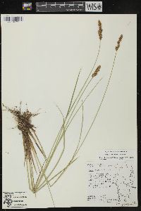 Carex diandra image