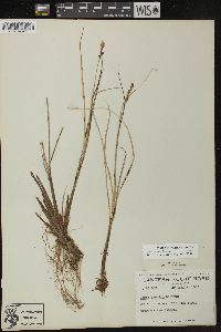 Carex diandra image