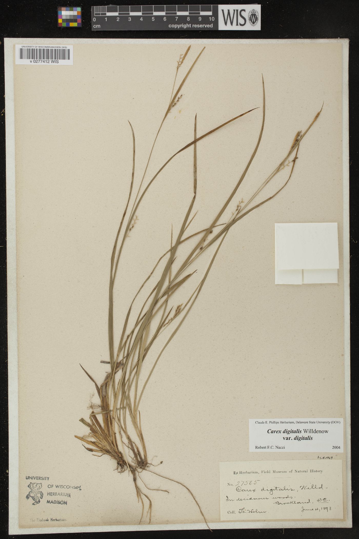 Carex digitalis var. digitalis image