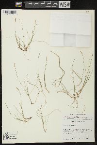 Carex gynocrates image