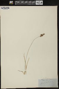 Carex disticha image