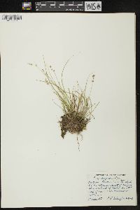 Carex disperma image