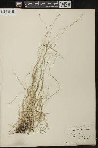 Carex disperma image