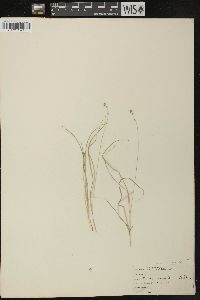 Carex disperma image