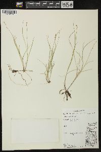 Carex disperma image