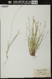 Carex disperma image