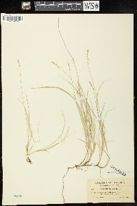 Carex disperma image