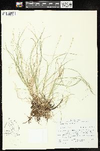 Carex disperma image