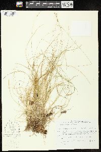 Carex disperma image