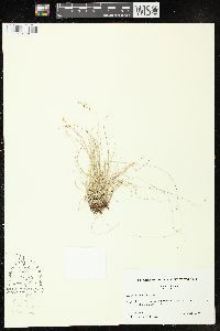 Carex disperma image