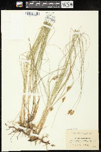 Image of Carex divisa