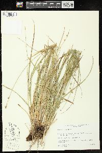 Image of Carex divulsa