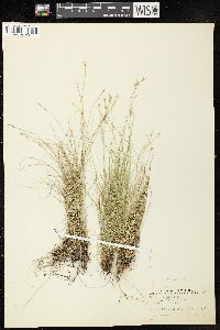 Carex disperma image