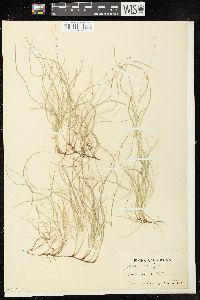 Carex disperma image