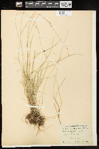 Carex disperma image