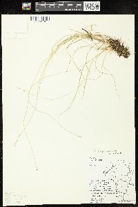 Carex disperma image