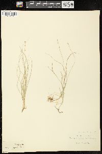 Carex disperma image