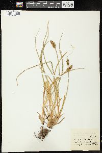 Image of Carex dudleyi